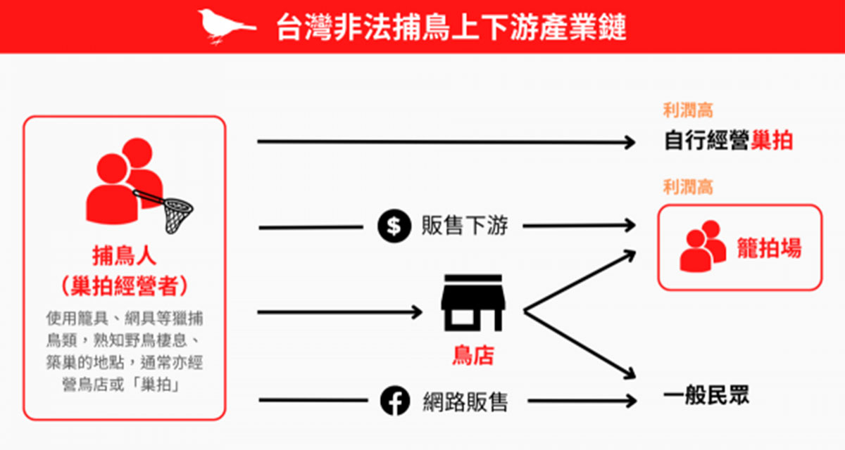 鳥類誘拍問題多