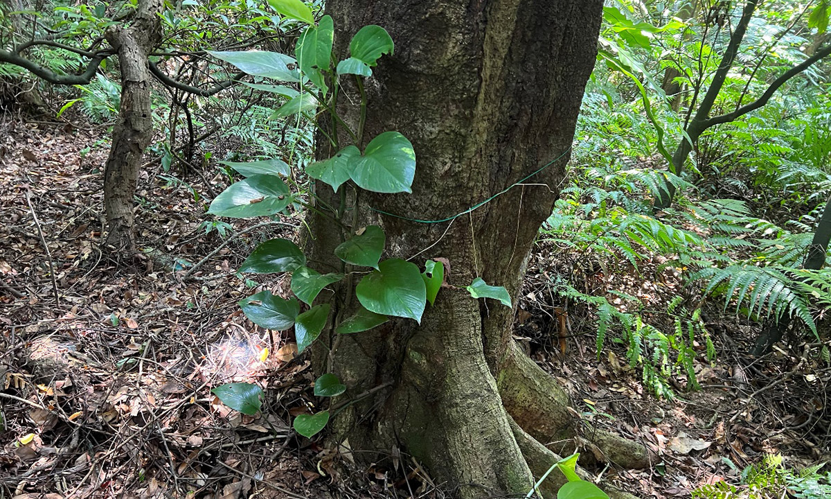 富陽自然生態公園