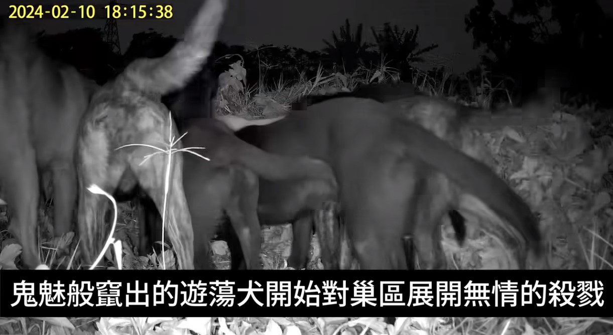 草鴞遭流浪狗侵擾