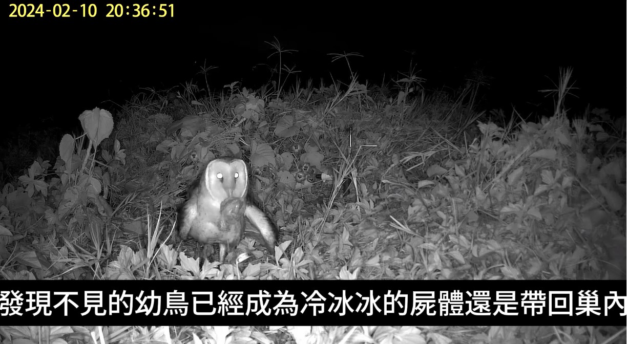 草鴞遭流浪狗侵擾