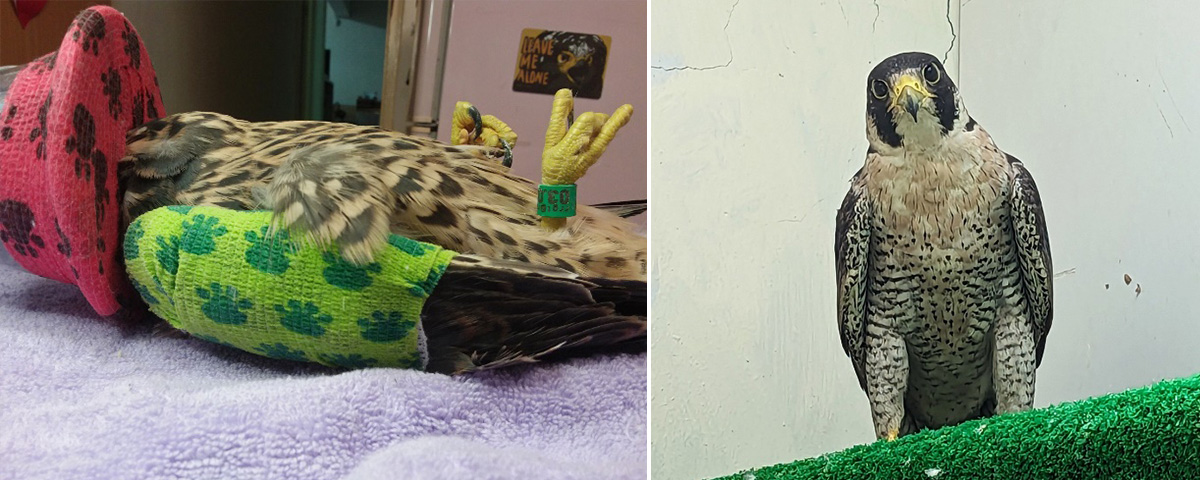 猛禽的生存危機